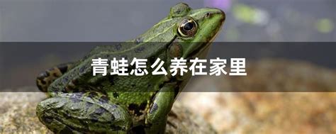 青蛙进家里 意思